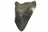 Partial, Fossil Megalodon Tooth - Serrated Edge #327711-1